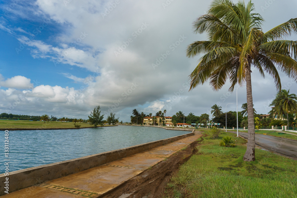 Obraz premium Beautiful views of the palm tree, Cuba