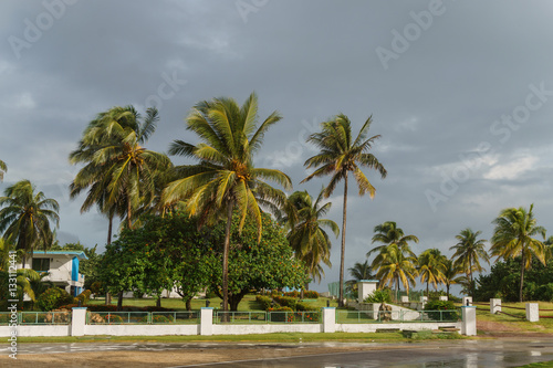 Beautiful views of the palm tree, Cuba © Aleksei Zakharov