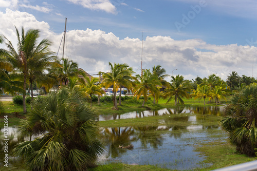 Beautiful views of the palm tree, Cuba
