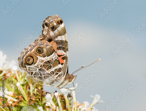 Vanessa virginiensis, American Painted Lady butterfly, feeding on a white butterflybush, against partly cloudy sky photo