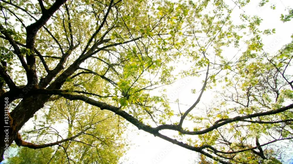 beautiful big tree with white flowers swaying in the wind, slow motion beautiful big tree with white flowers swaying in the wind, slow motion