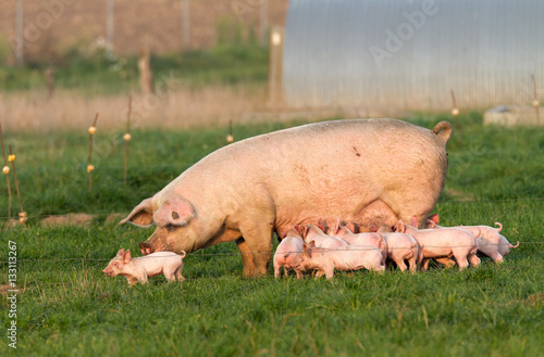 Fotografía Ferkel drängen Mutter zum säugen