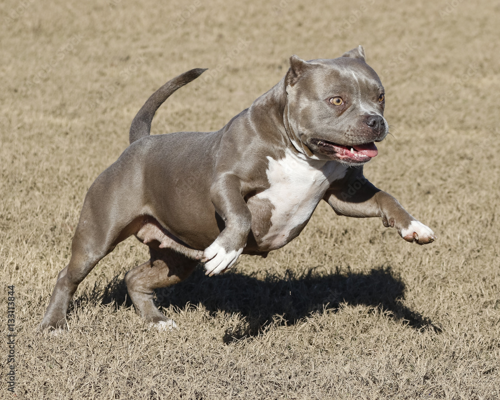 Pitbull jumping and playing at the park Pitbull jumping and playing at the park