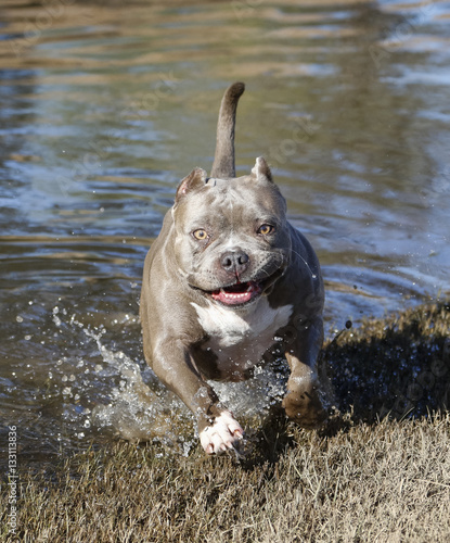 Dog coming out of the water from playing in a small pond at the park photo