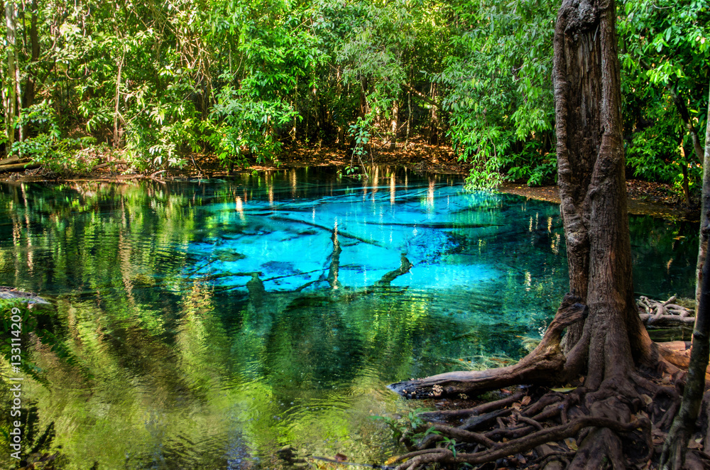 Obraz premium Blue or emerald pool in National park Sa Morakot, Krabi, Thailand. Fantastic blue lake in the middle of the rainforest.