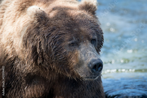 Large alaskan brown bear in water