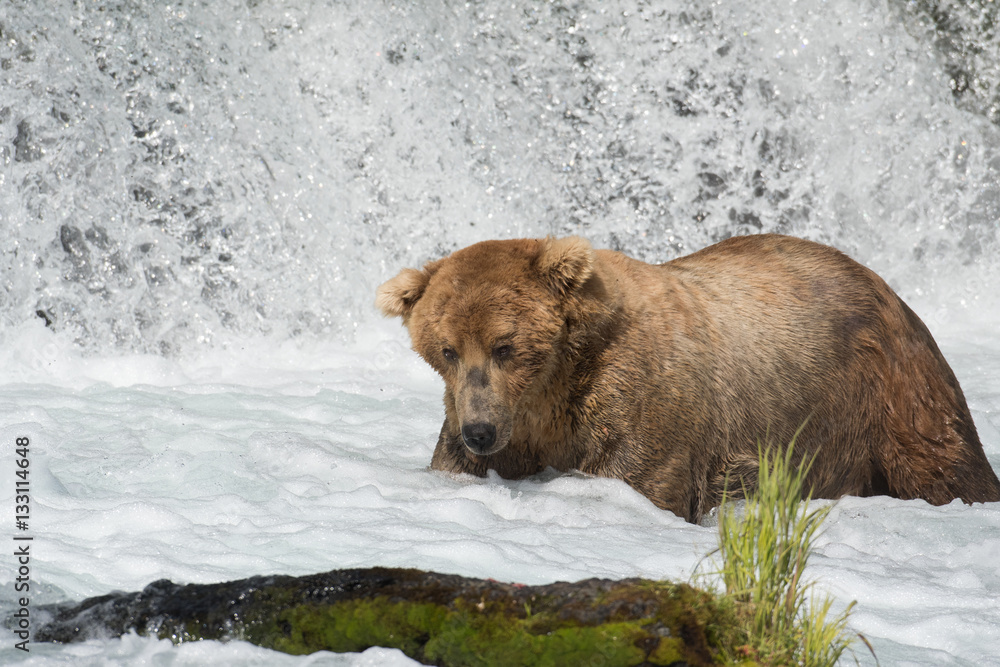 Alaskan brown bear fishing Alaskan brown bear fishing