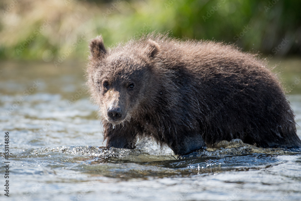 Alaskan brown bear cub Alaskan brown bear cub
