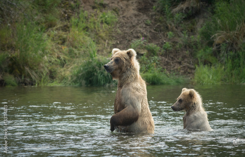 Brown bear cub and sow