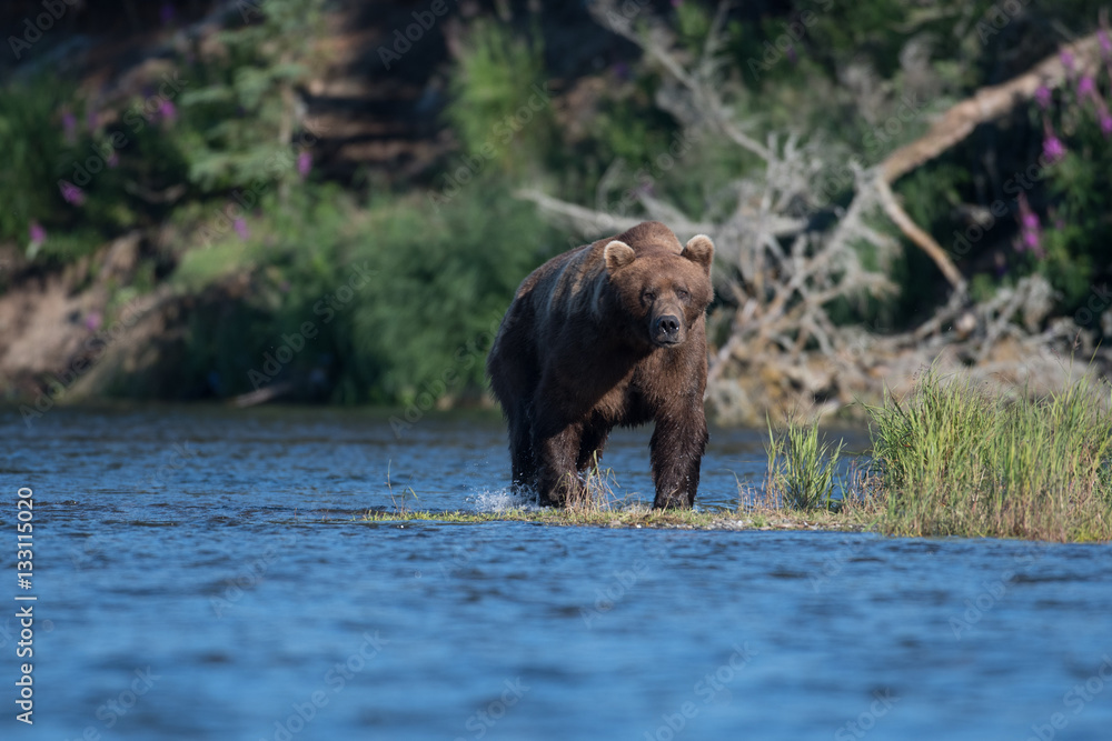 Large Alaskan brown bear