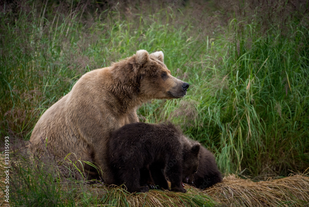 Fototapeta premium Alaskan brown bear sow with cubs