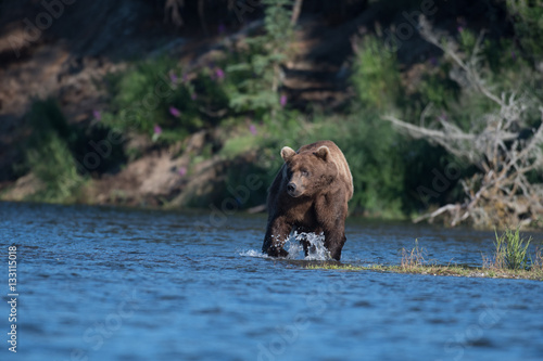Large Alaskan brown bear © Tony Campbell