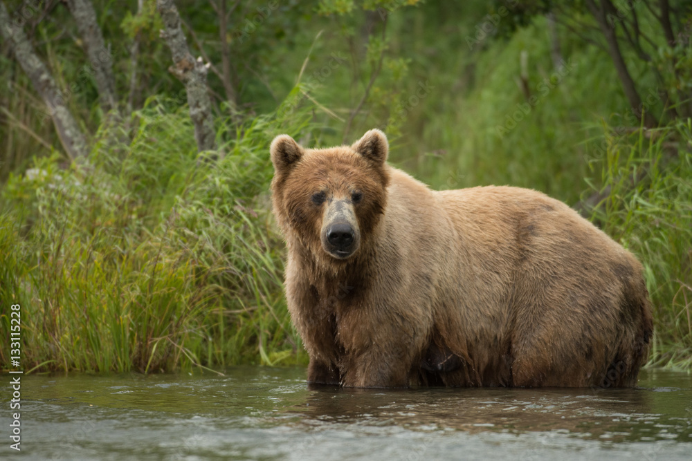Alaskan brown bear sow Alaskan brown bear sow