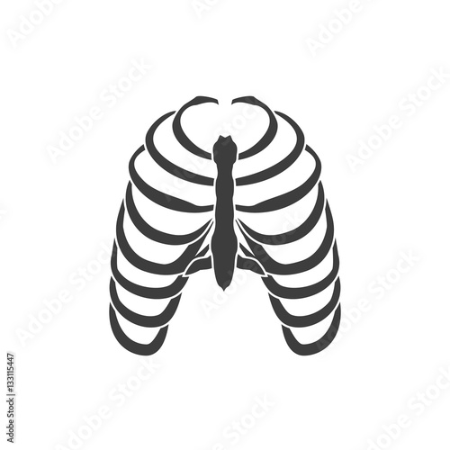 Human ribs vector