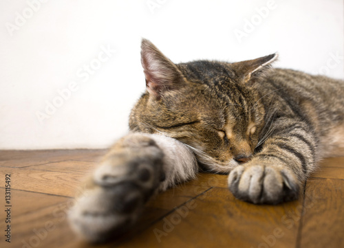 sleeping cat 