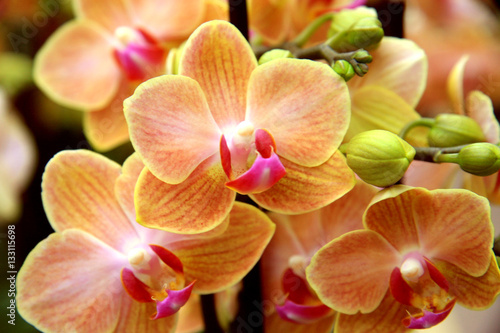 Pale orange orchid / Branch of pale rare orchids in the greenhouses in Switzerland