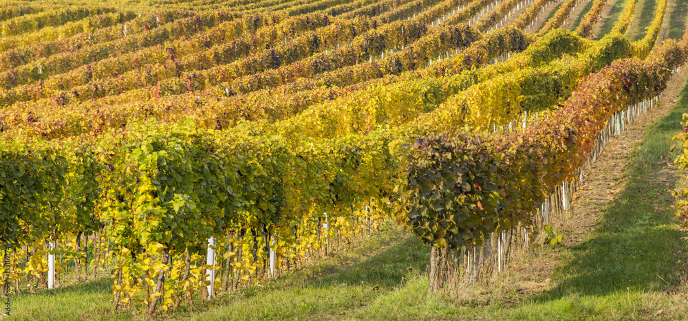 rows of vineyard