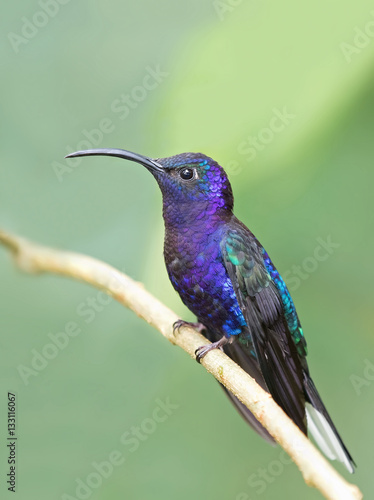 Violet sabrewing perched on branch in Costa Rica