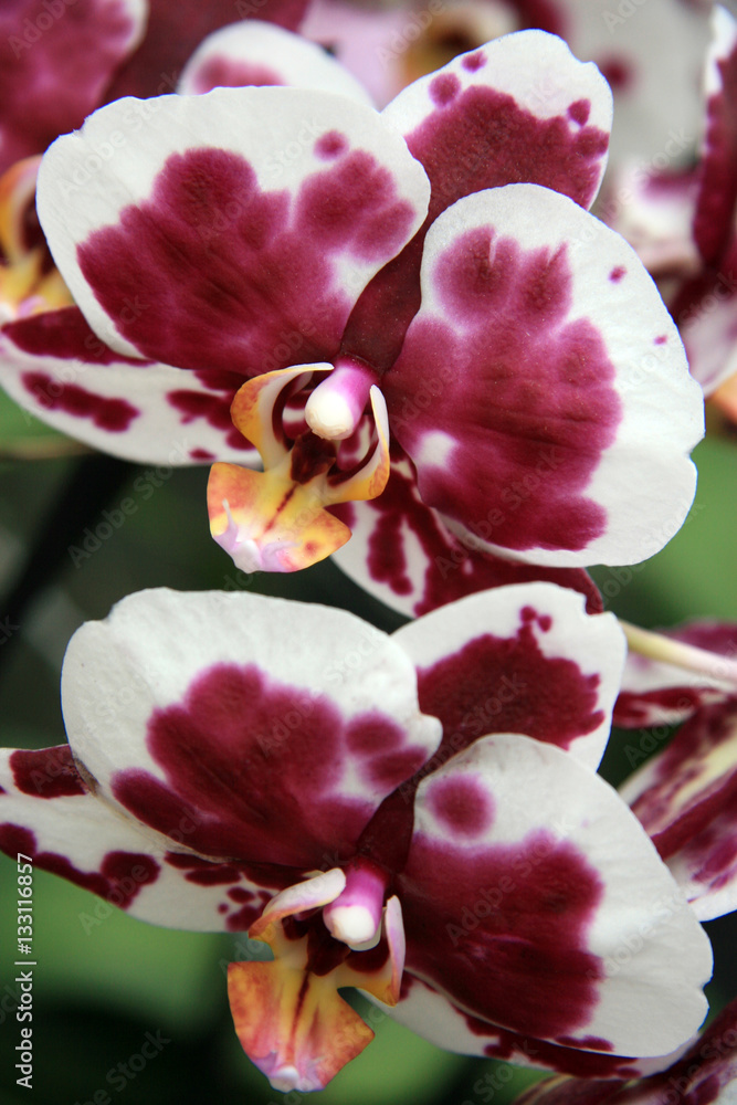 Bordeaux and white orchid / Motley orchid greenhouse in summer Bordeaux and white orchid / Motley orchid greenhouse in summer