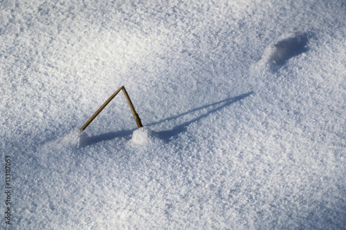 broken blade of grass in snow