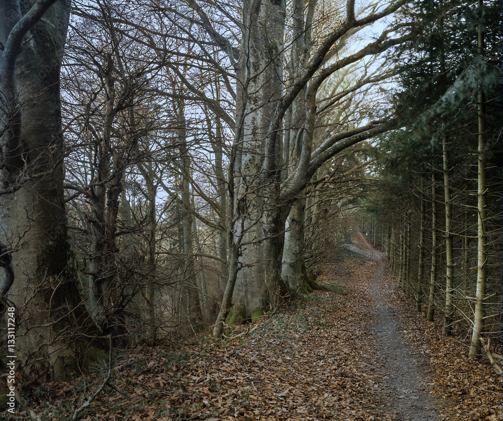 Waldgang, Waldweg Waldgang, Waldweg
