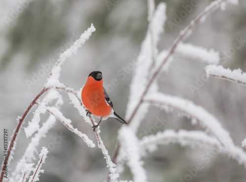 Bullfinch 