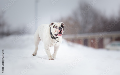 White English Bulldog run in snow