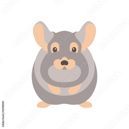 Chinchilla vector illustration style Flat