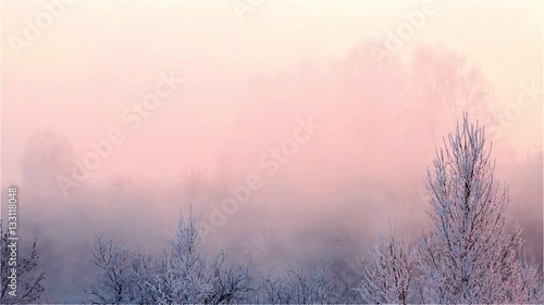 foggy winter forest at sunset