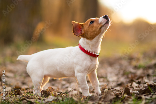 Plakat w ramie jack russel dog