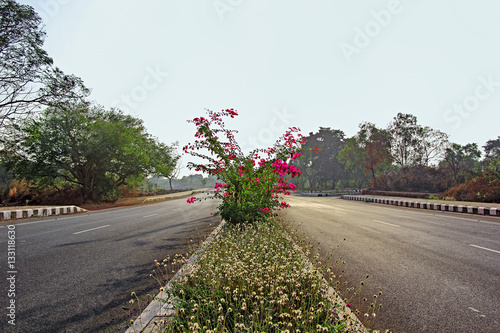 Highway lanes and median with ornamental plant growth and flower beds shining in morning sun