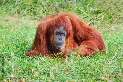 Orangutan female enjoying in the grass