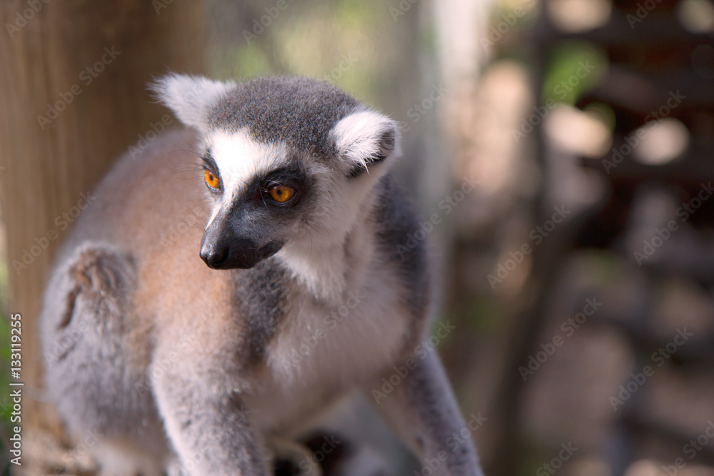 Obraz premium Close up portrait of a cute ring tailed lemur on the blurred background. Copy space for text.
