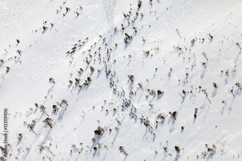 Deer in winter forest-tundra  top view