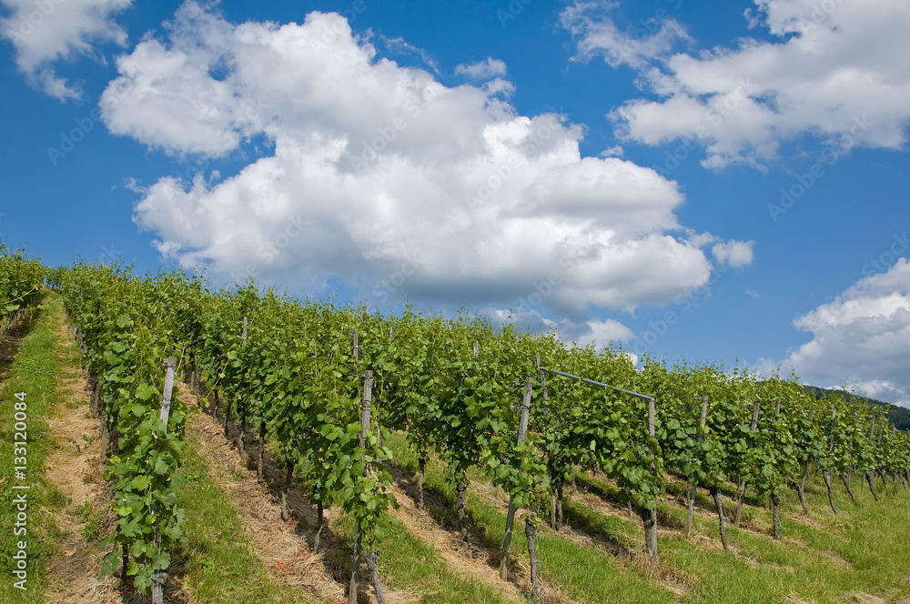 vineyard landscape against blue sky
