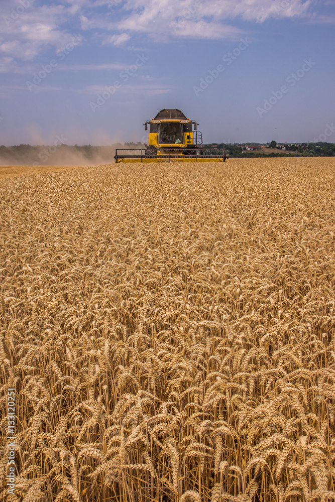 Obraz premium Moisson de blé