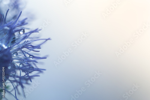 Macro water droplets on a purple flower