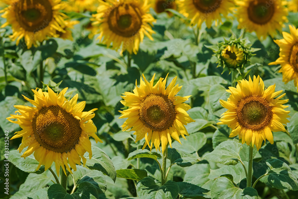 Sunflowers Field in Bulgaria Sunflowers Field in Bulgaria