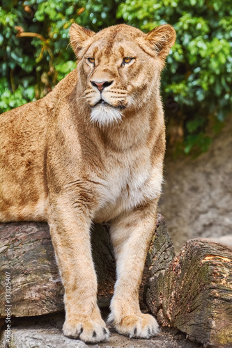 Lioness on the Log