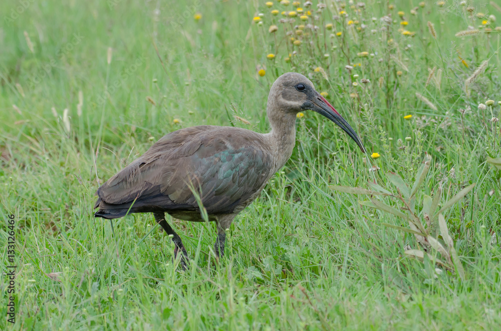 Obraz premium Hadeda ibis walking in the grass