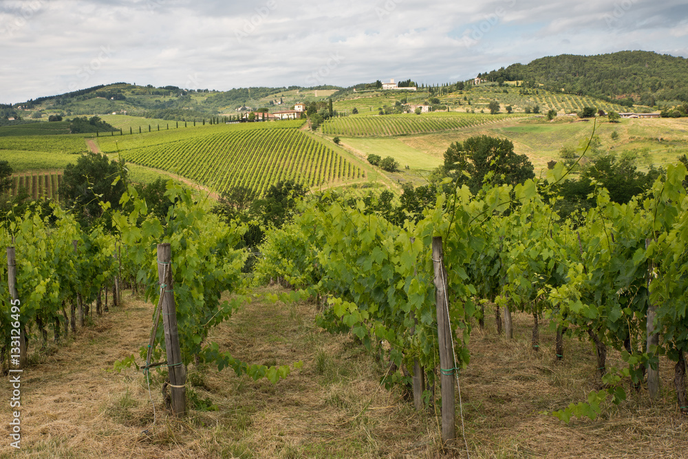 Green vineyards on the hills, Tuscany, Italy.