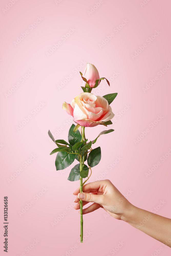 Fototapeta premium Woman hand holding a rose on pastel background