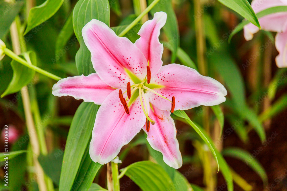 Fototapeta premium Pink lilly in the garden and tone color