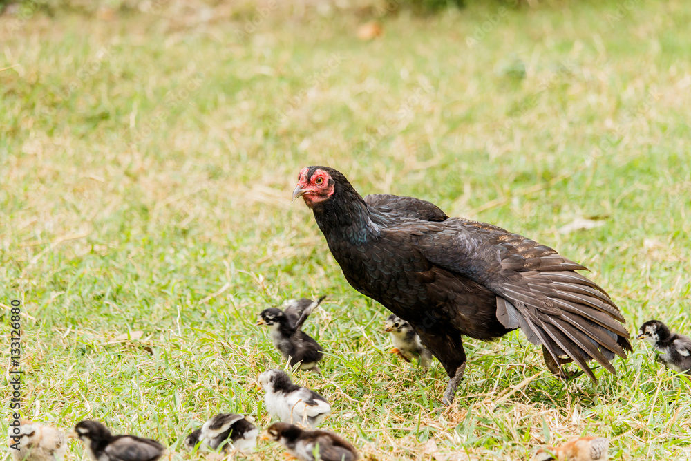 Hen chick rearing in natural environment rural scene Hen chick rearing in natural environment rural scene