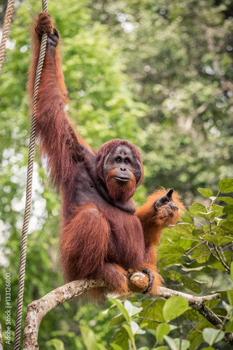 Wild living adult male Orangutan sitting on a branch in Borneo, Malaysia photo