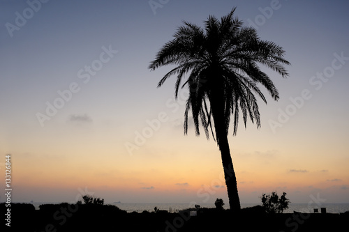 Palm trees and the Mediterranean Sea, Park of Ashkelon in Israel