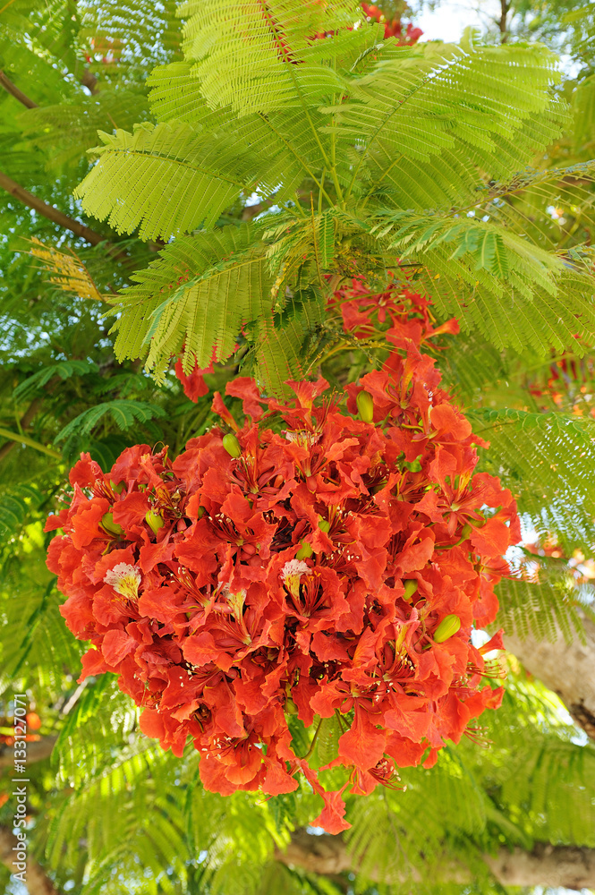 Tree with bright scarlet flowers and feathery leaves in Israel