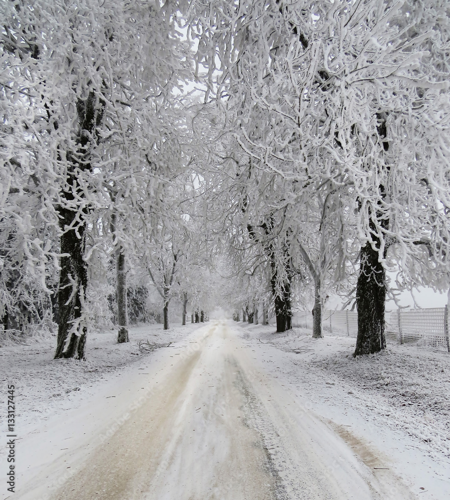snow covered trees and road, winter landscape