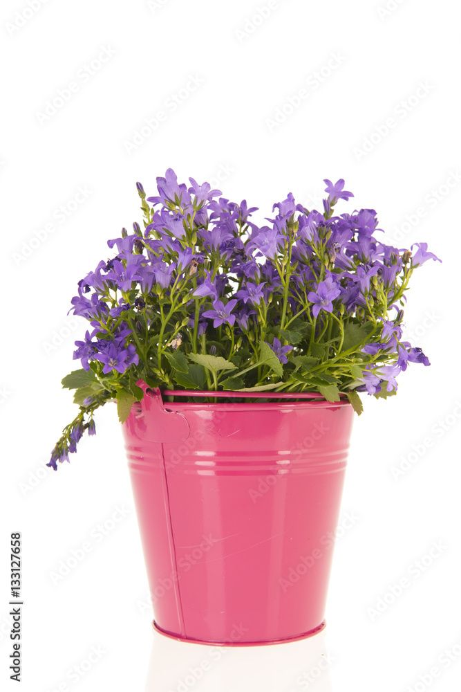 Campanula in flower pot Campanula in flower pot