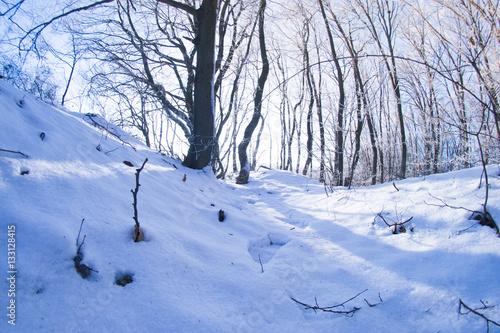 Winter forest in sunny day fisheye © prokop.photo